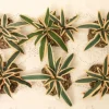 Online Cactus Yucca Plants Set/6, , 51158 Speciality